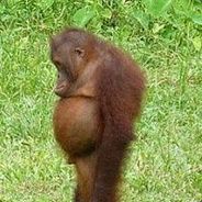 FatMonkey