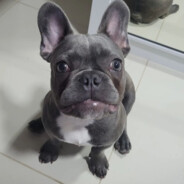 João Rafael