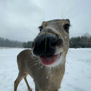 Deer TK