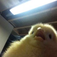 chiken