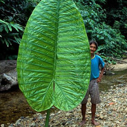 Big Leaf