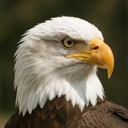 Bird of prey
