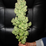big weed
