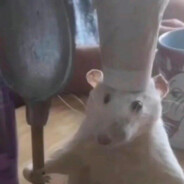 L