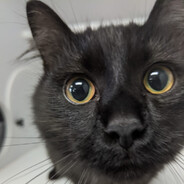 Black Cat
