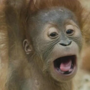 orangutan_amarillo