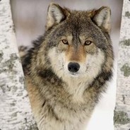 ElderlyWolf