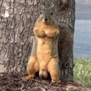 squirrel from the streets