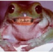Klebbruh