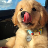 cookie