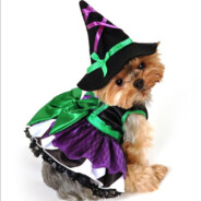 Dogwitch