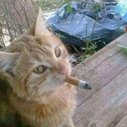 smoking cat