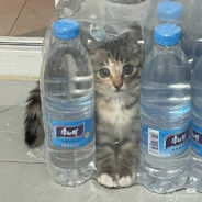 Niks_Maow