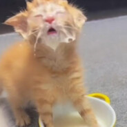 Milk