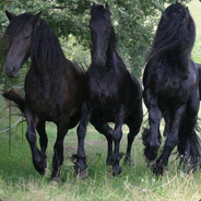 Stallion