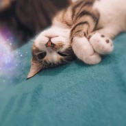 破B选手
