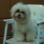 botakee