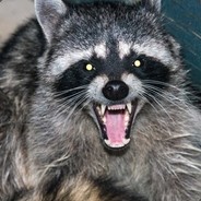 Rabid Raccoon