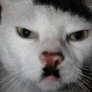 kitler jr. | meow meow