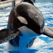 Tilikum