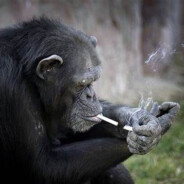 Licensed_Monkey