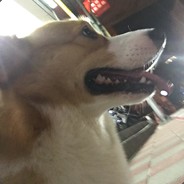 小豬:D