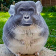 Apeborghini