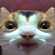 Goobus