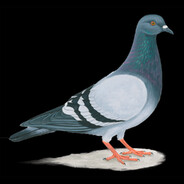 pigeon