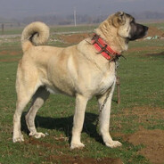 sivas kangalı