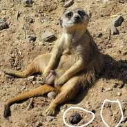 SaFo 6