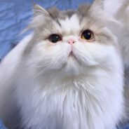 踏板