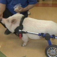 Chris P. Bacon