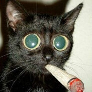 Drogatto