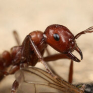 Polyergus Rufescens