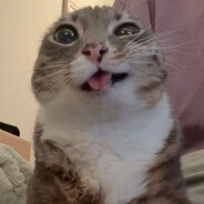 rigby cat
