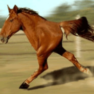 I liek to sniff hores tail
