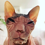 Bingus