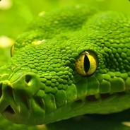 Smookys