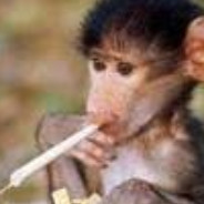 Monkey [David]