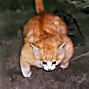 🅑🅐🅒🅚🅢🅞🅞🅝