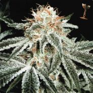 -=White Widow=-