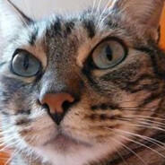 ねこ。