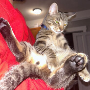 Steam Community Avatar