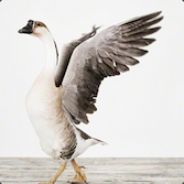 GREG GOOSE
