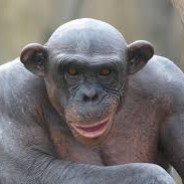 Chimp on dimethyltryptamine