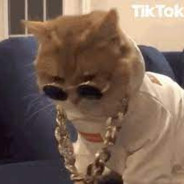 【Belali Kedi】