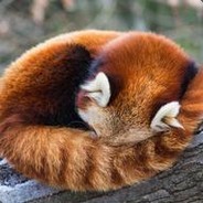 The Floofiest Red Panda