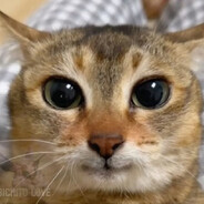 miau
