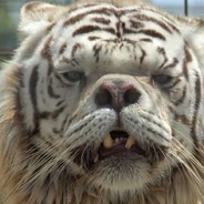 R.I.P. Kenny The Tiger